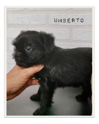 Umberto (collier marron)