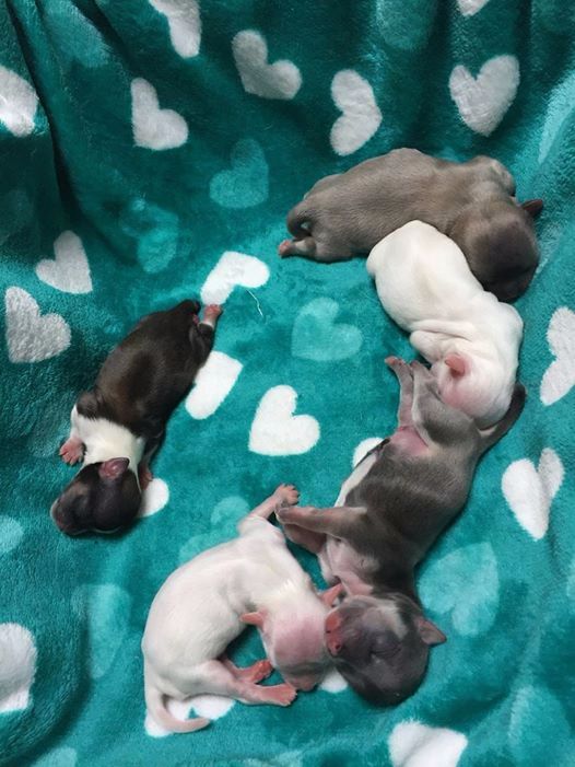 Des Cailloux Bleus - Chihuahua - Portée née le 25/03/2017