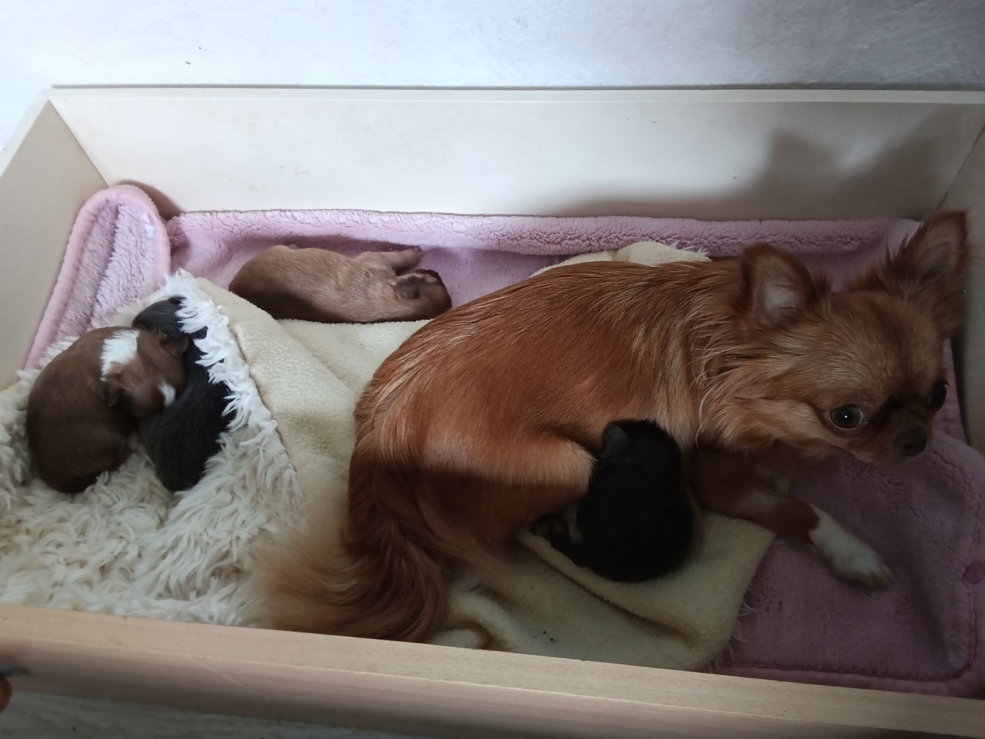 Chiot Chihuahua Des Cailloux Bleus