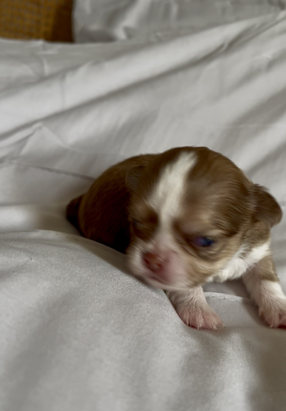 Des Cailloux Bleus - Chiots disponibles - Chihuahua