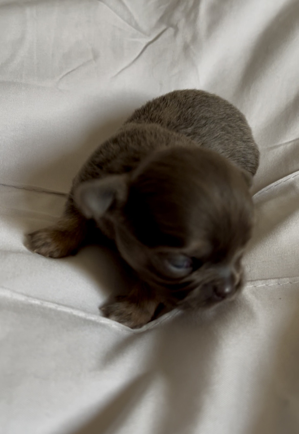 Des Cailloux Bleus - Chiots disponibles - Chihuahua
