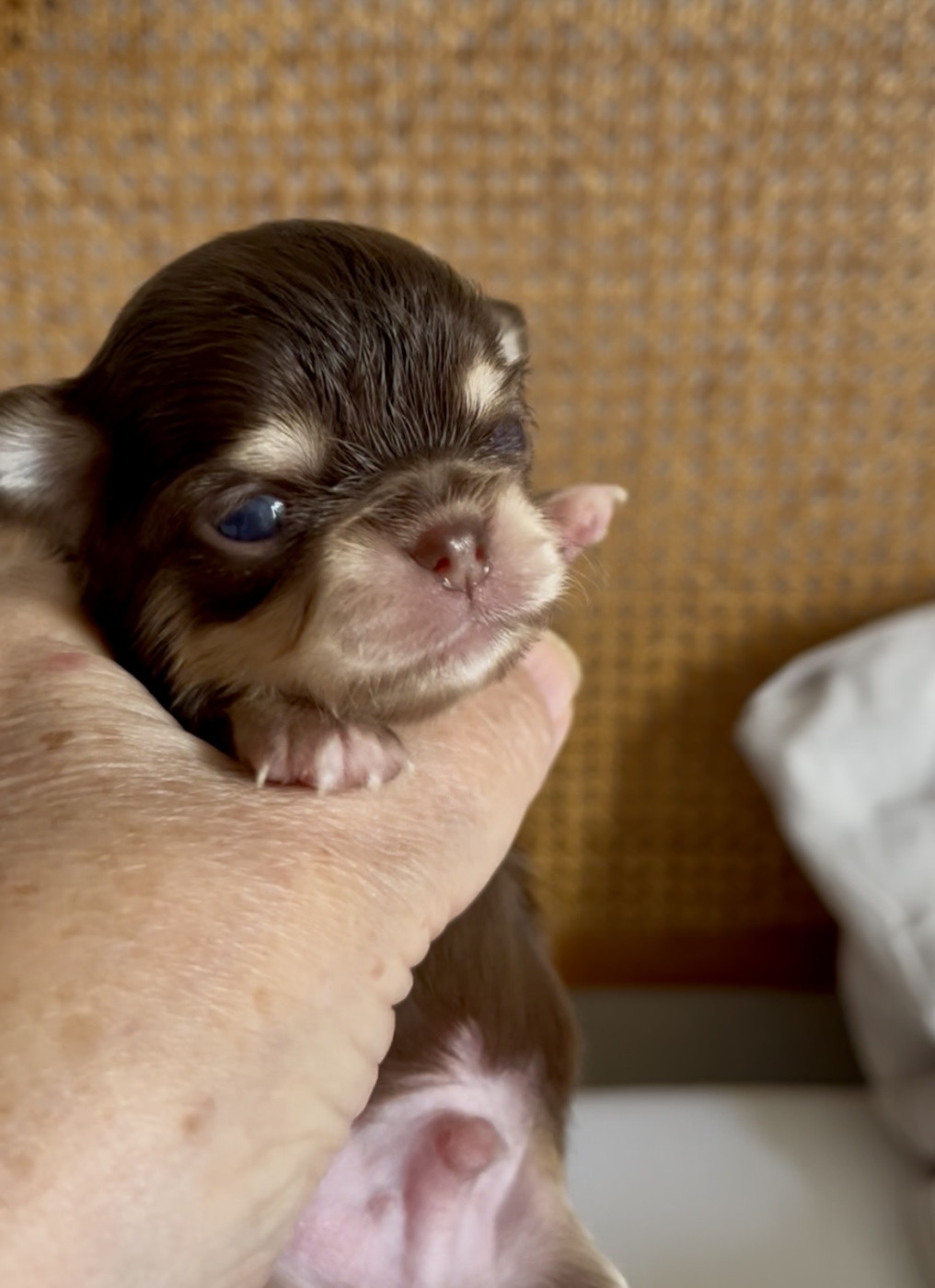Des Cailloux Bleus - Chiots disponibles - Chihuahua