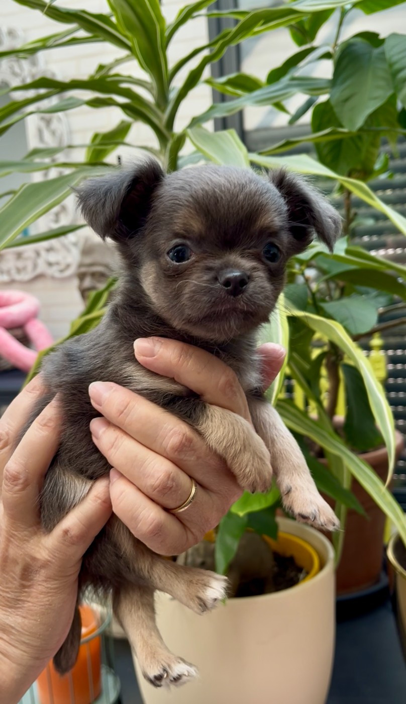 Des Cailloux Bleus - Chiots disponibles - Chihuahua