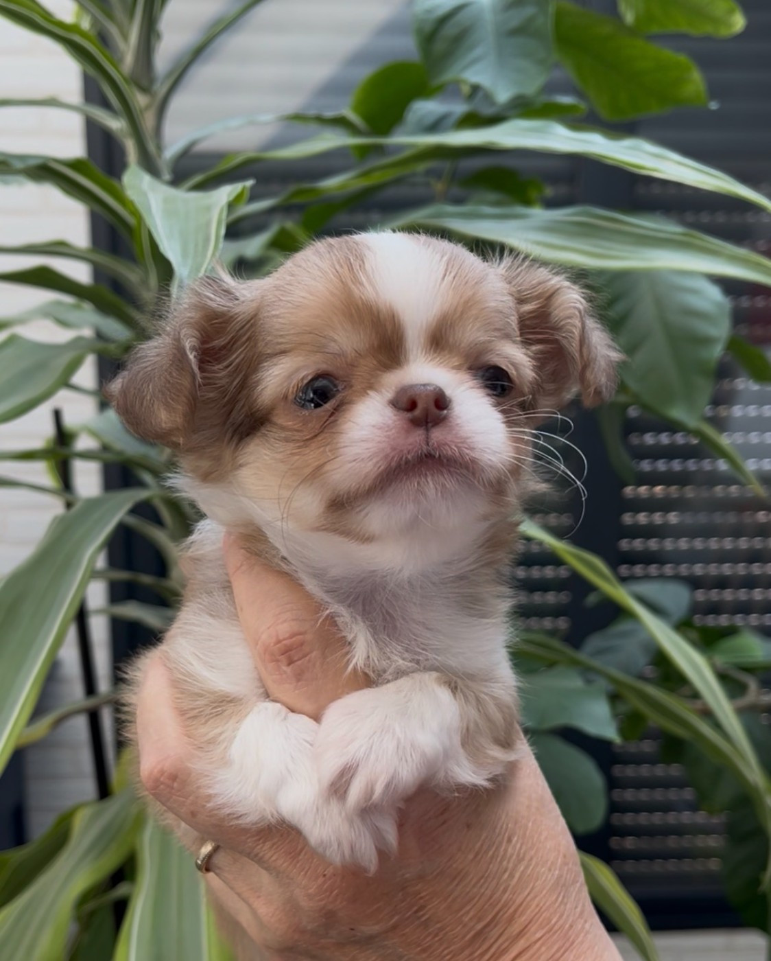Des Cailloux Bleus - Chiots disponibles - Chihuahua