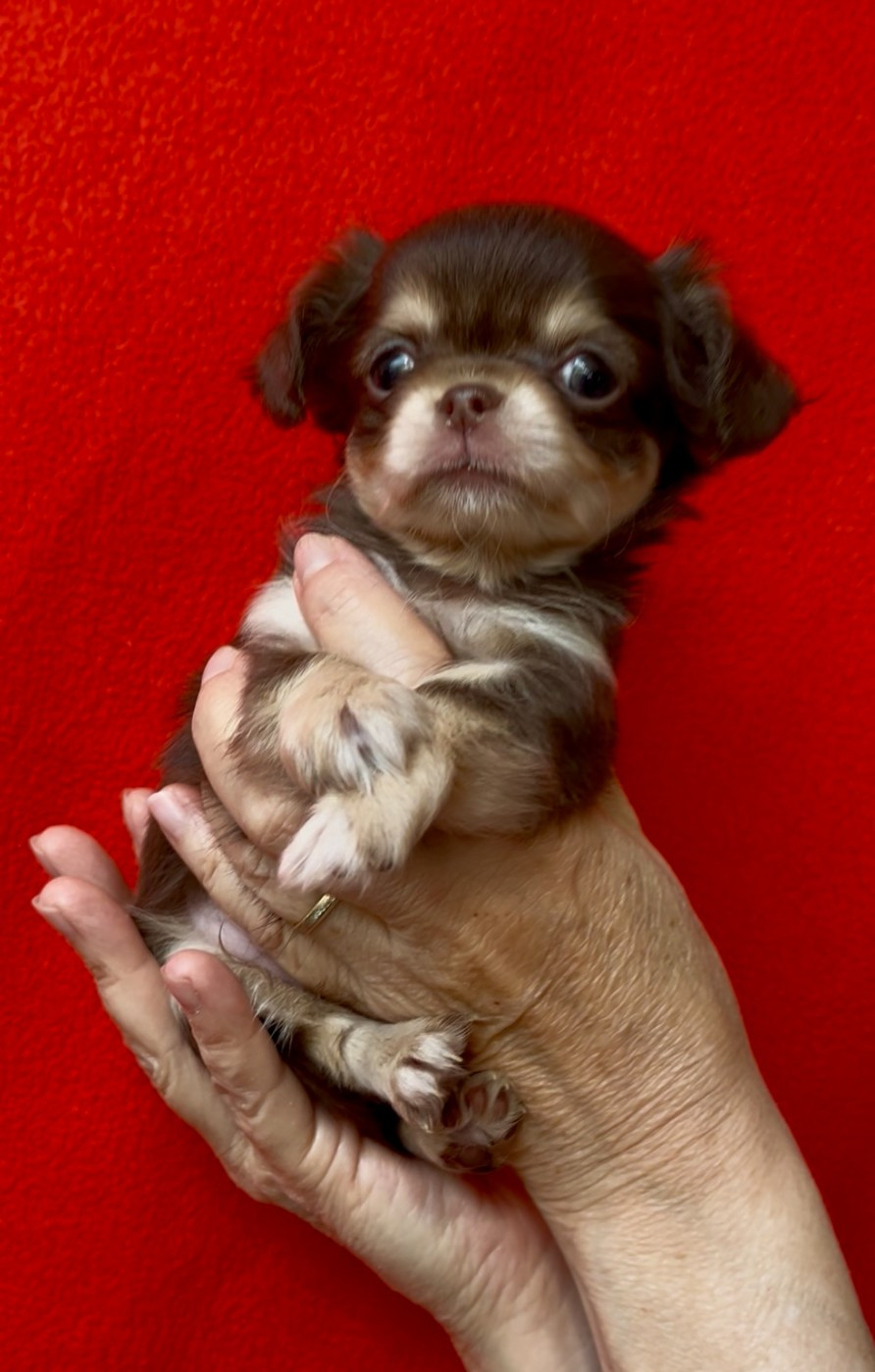 Des Cailloux Bleus - Chiots disponibles - Chihuahua
