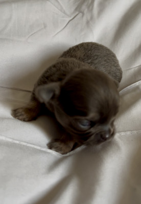 Brutus